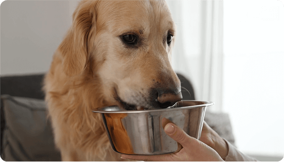 Cómo funciona
          NutraPro® K9/Feline